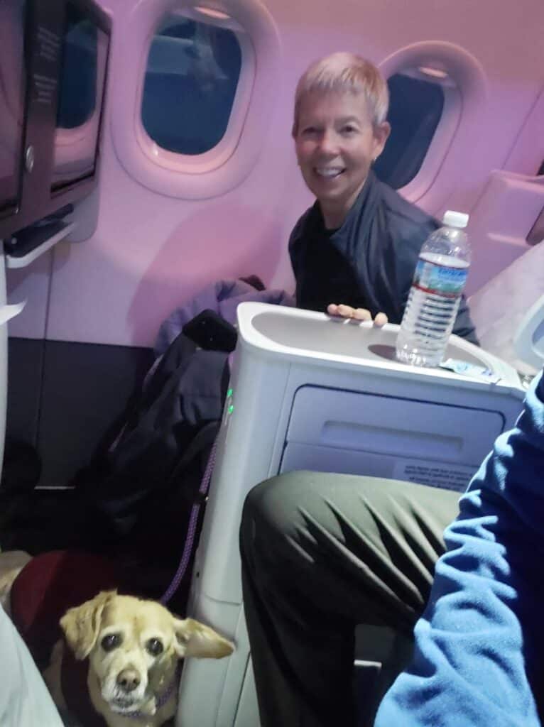 Dog on airplane. 