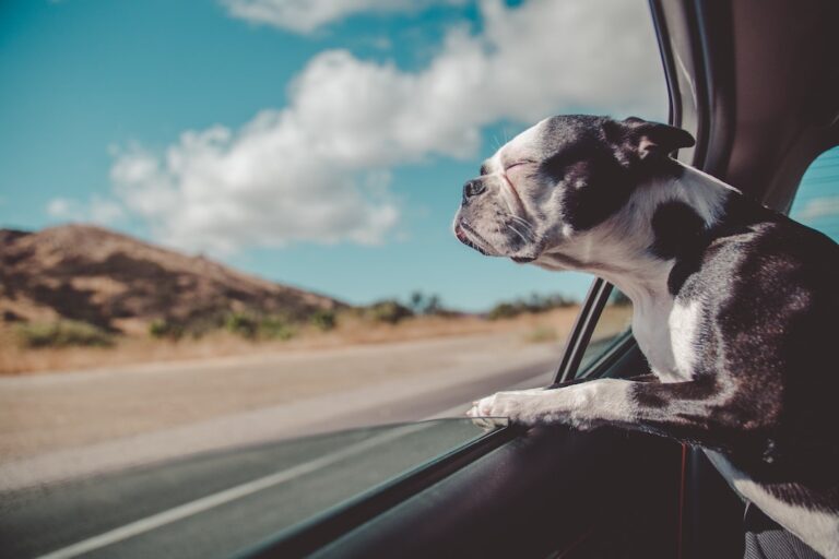 The Best Dog Seat Belts on the Market