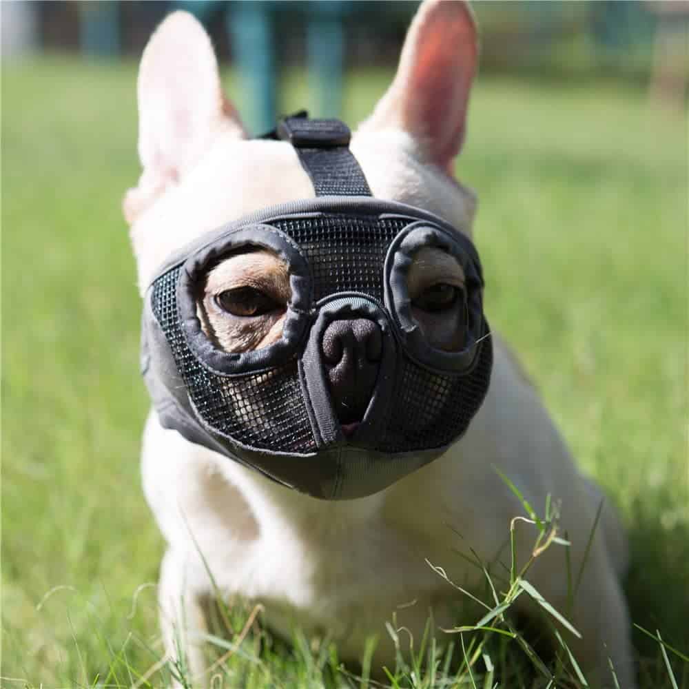 what is the best type of muzzle for a dog