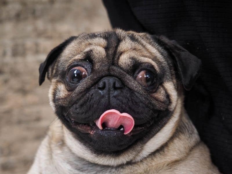 Panting pug.